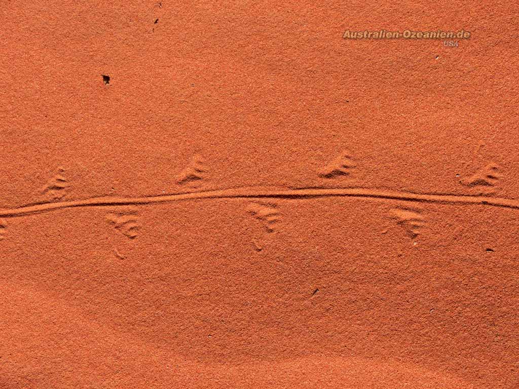iguana footprint clipart - photo #47