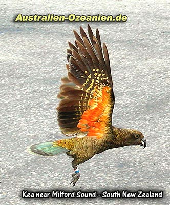 Kea im Flug