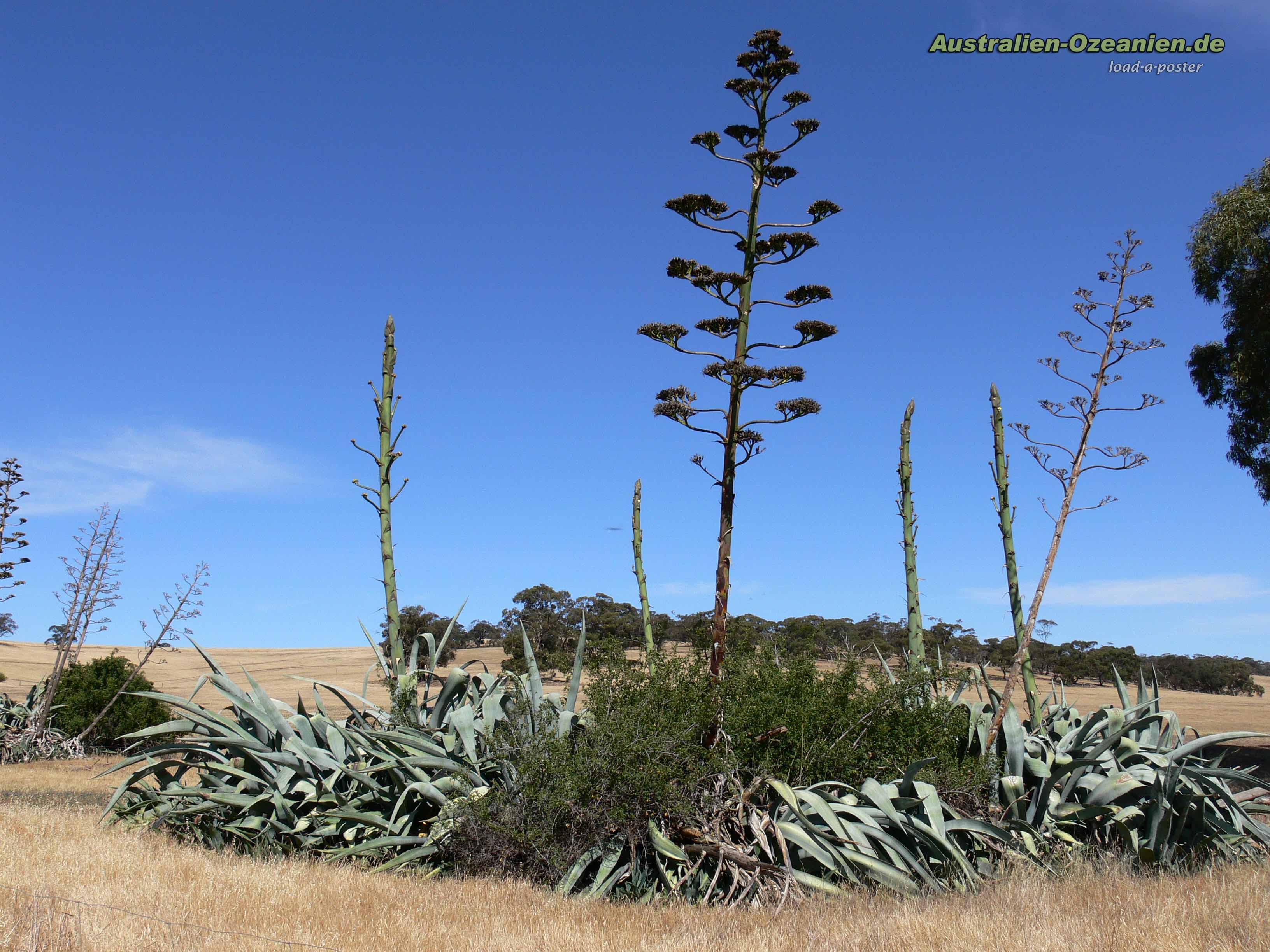 funny plant