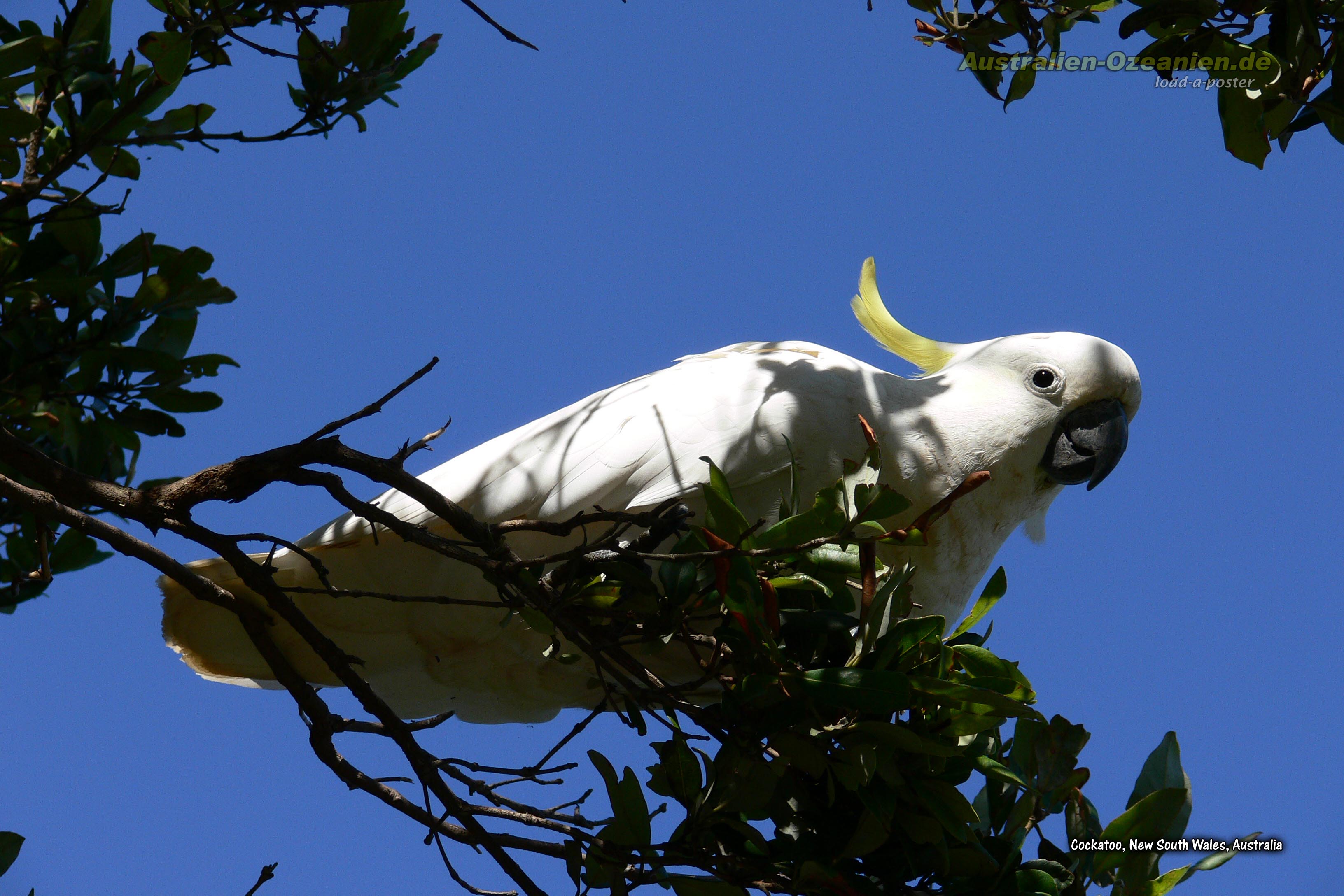 Cockatoo - Kakadu