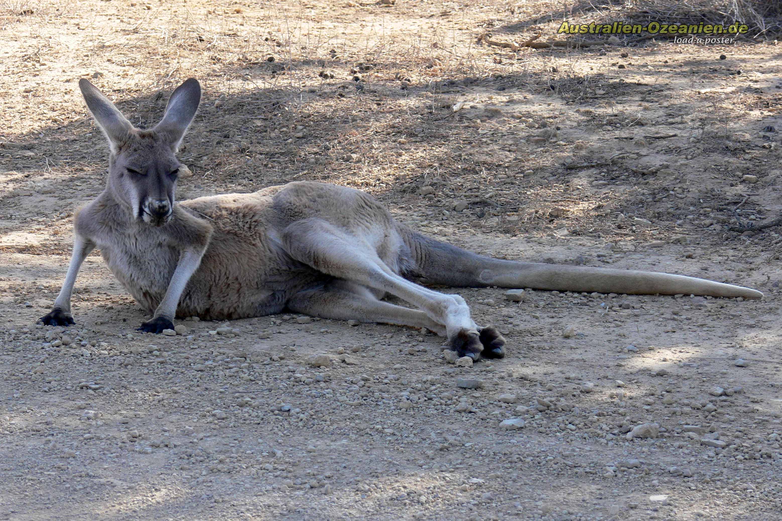 Känguruh - sleepy kangaroo