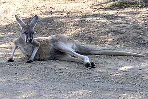 lazy kangaroo