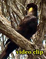 DivX Video: schwarze Kakadus