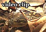 DivX Video: Carpet Python - Teppichpython