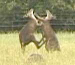 Video: Kickboxing Kangaroos at Halls Gap