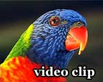 DivX Video: Rainbow lorikeets - Allfarbloris