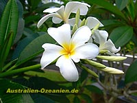 Frangipani