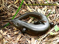 grosse und kleine Echse - tall and tiny lizards