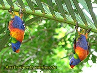 Allfarbloris - Rainbow lorikeets, Queensland