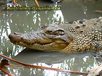 Saltwater crocodile - Leistenkrokodil, Queensland