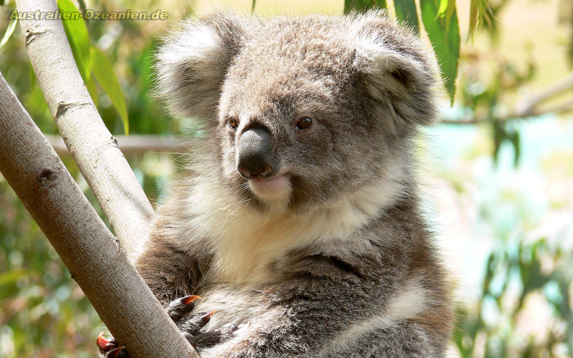 Australian Animals Koala